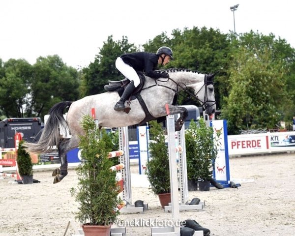jumper BIBI PENNYLYN (German Sport Horse, 2018, from Big Star)