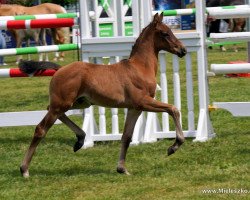 stallion A new Story (German Riding Pony, 2023, from A new Star)
