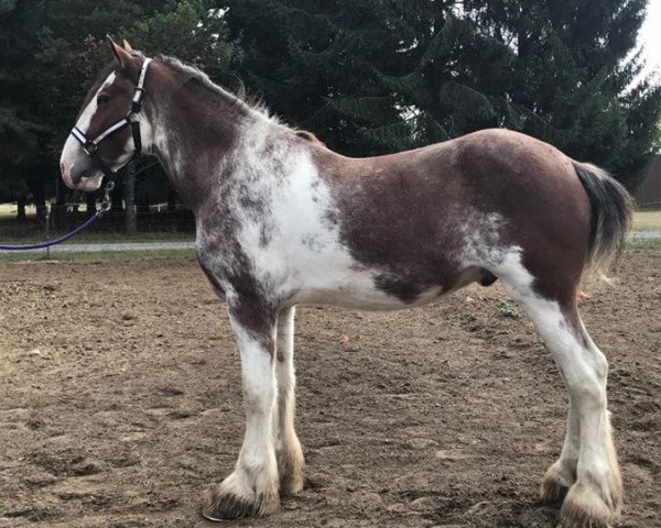 horse Willow Way Oakley (Clydesdale, 2014, from Deighton Zoom)