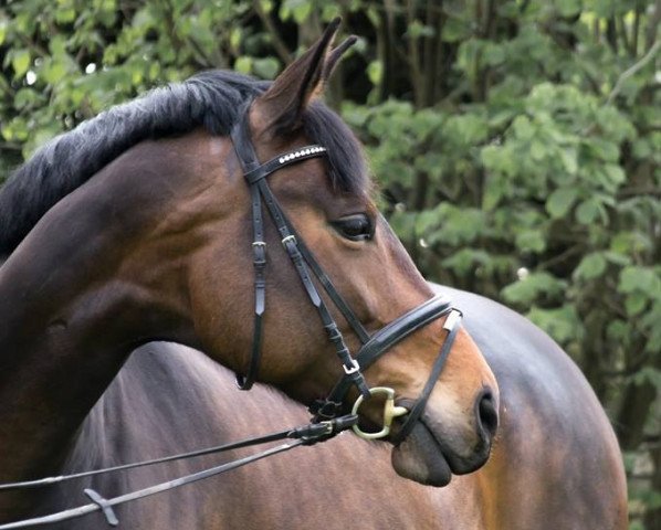 Pferd Raisa 27 (Rheinländer, 2008, von Moosbends Ricardos)