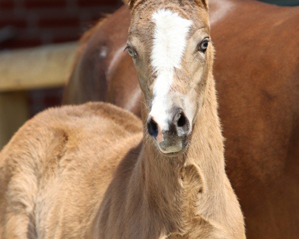 horse Rock IT Baby MJ (German Riding Pony, 2023, from Gold Garant)