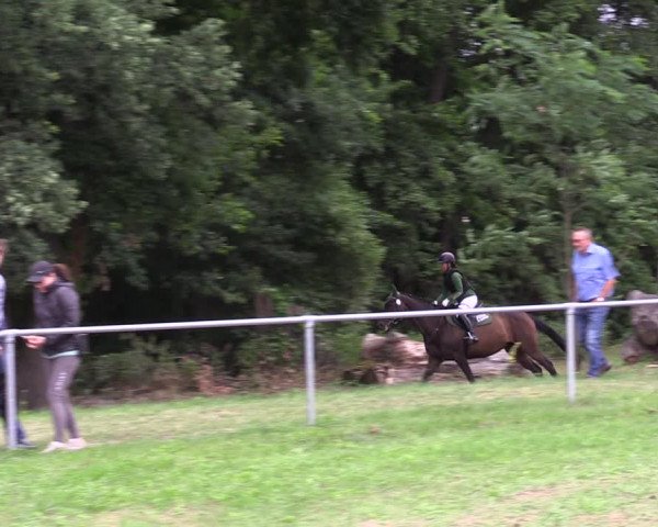 Reitturnier Niederwerbig 2023
