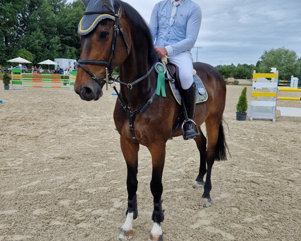 jumper Carabas 9 (German Sport Horse, 2010, from Callado 2)