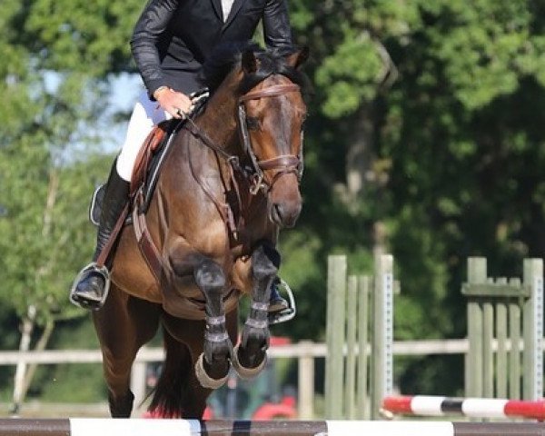 broodmare First One du Mesnil (Selle Français, 2015, from Tip Top One)