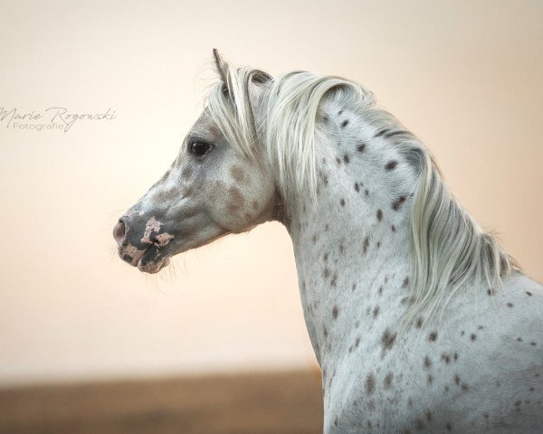 stallion In de Ban van Pjotr (Nederlands Appaloosa Pony, 2005, from Pepper)