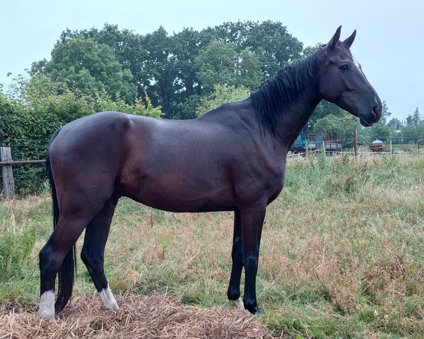 horse Eumel (Hanoverian, 2018, from Emilio)