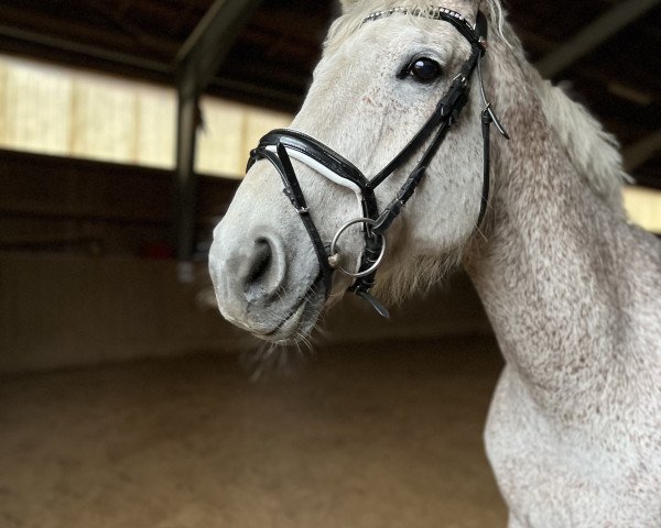dressage horse Cimtstern 2 (Holsteiner, 2014, from Contano)