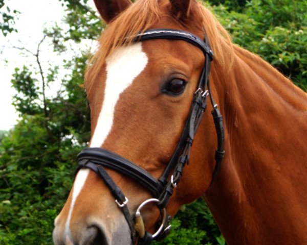 Pferd Salomon 102 (Deutsches Sportpferd, 2016, von Santo Domingo)