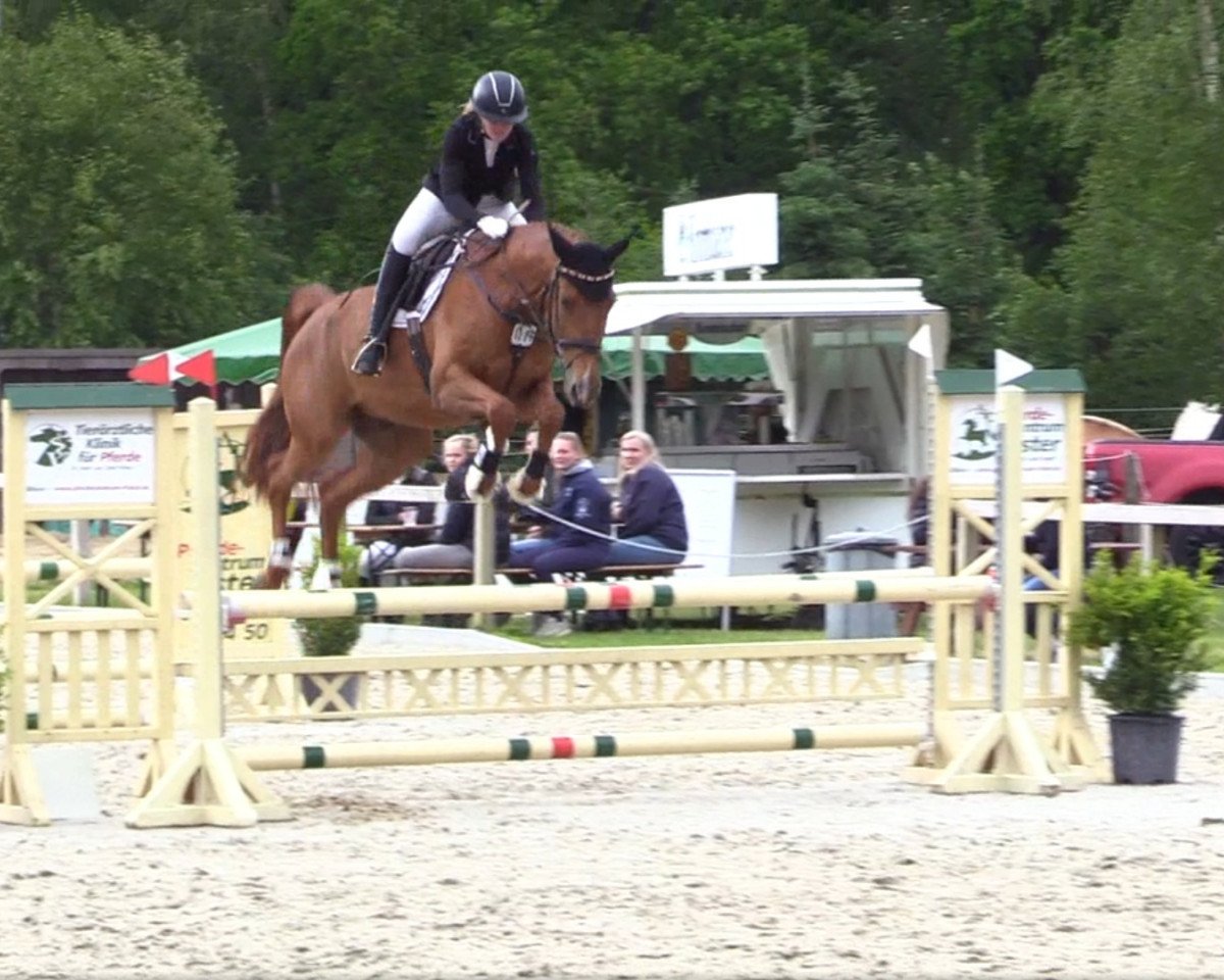 dressage horse Hidalgo del Haskar AA AA (Anglo-Arabs, 2018, from Haskar del Chapulin AA)