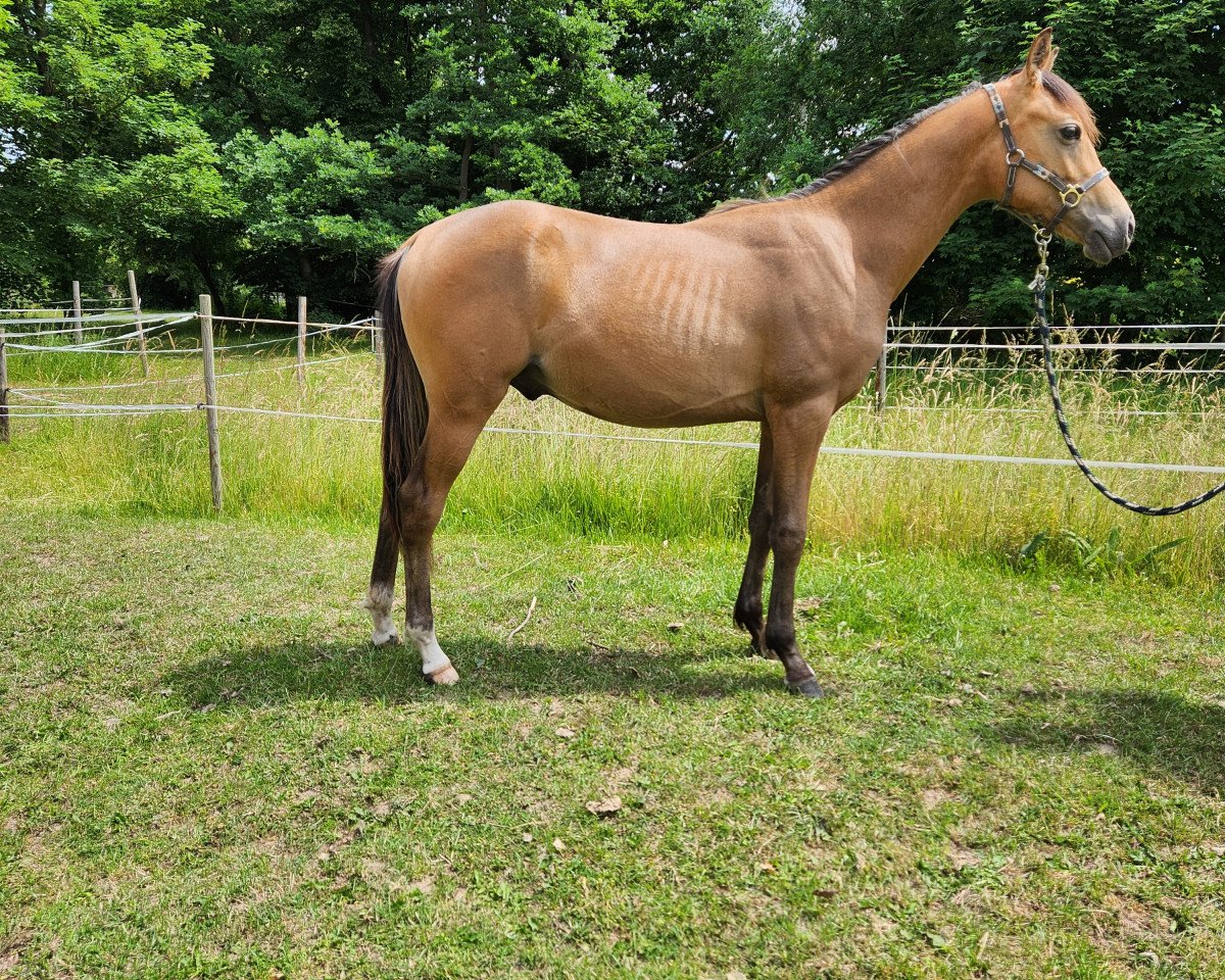 Pferd Docslands Gravity (Deutsches Reitpony, 2022, von Grando)