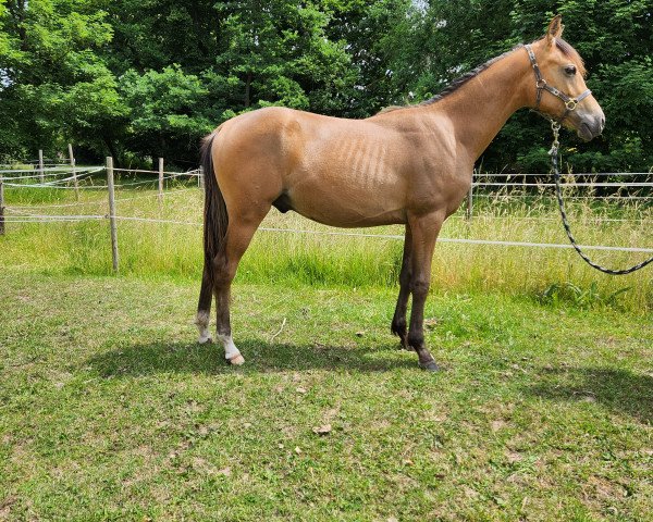 horse Docslands Gravity (German Riding Pony, 2022, from Grando)