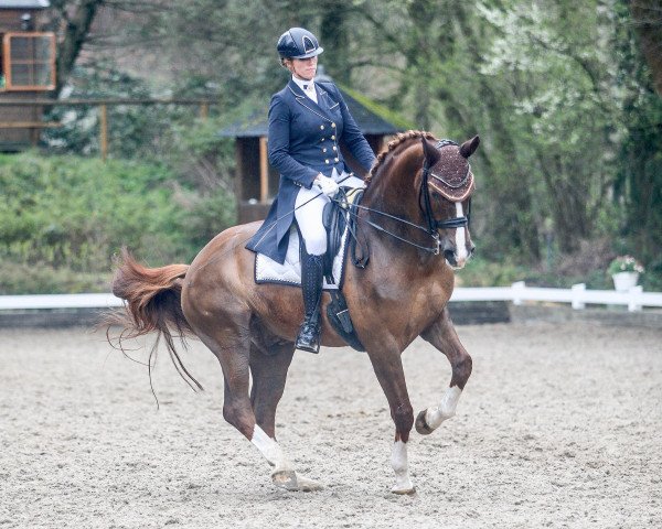 dressage horse Flashlight V (Rhinelander, 2009, from Fürst Piccolo)