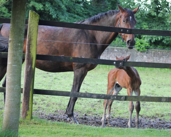 broodmare Costa Rica 47 (Westphalian, 2005, from Charming 8)