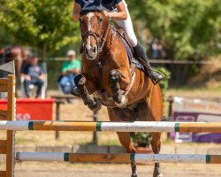 Springpferd Icoon v/d Donkhoeve (Belgisches Warmblut, 2008, von For Pleasure)