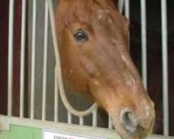Pferd Espoir de Semilly (Selle Français, 1992, von Laudanum xx)