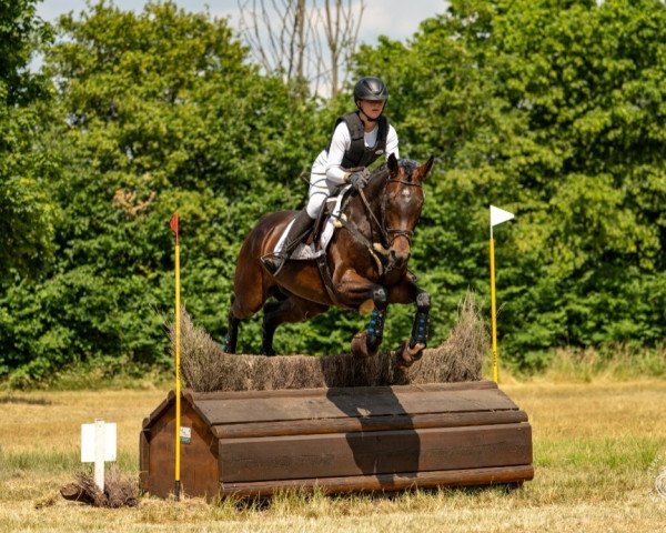 jumper Campiona 8 (Hanoverian, 2017, from Comte)