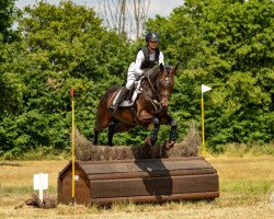 jumper Campiona 8 (Hanoverian, 2017, from Comte)
