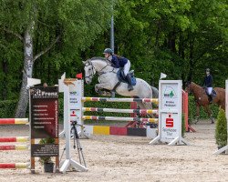 jumper Carino S 3 (Westphalian, 2015, from Carrico)