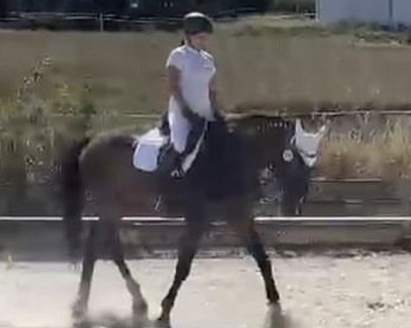 horse Cerberus 7 (Westphalian, 2006, from Continus Grannus)