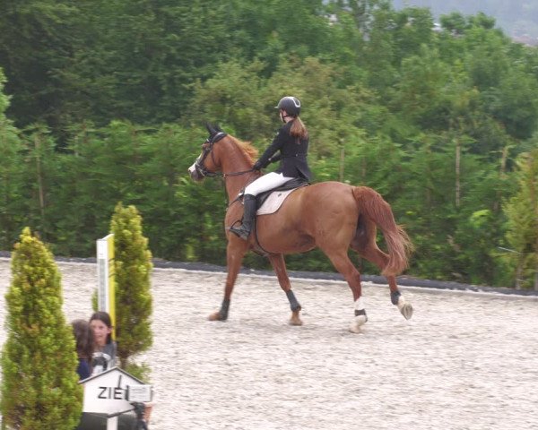 Reitturnier Margarethenhof /Beckingen 2023