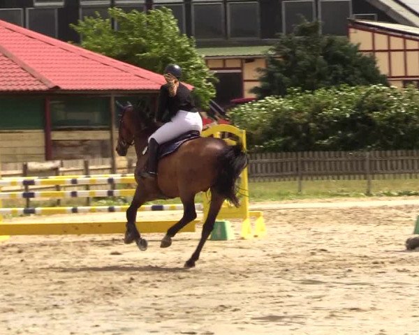 Reitturnier Schülp / Rendsburg 2023