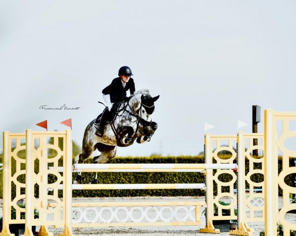 Springpferd Kaline D'Espoir (KWPN (Niederländisches Warmblut), 2015, von Chilli B)