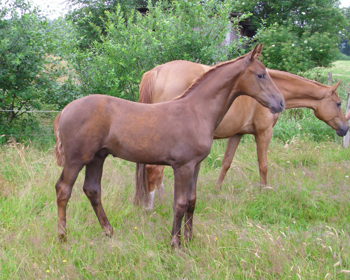 stallion Dorano (Fohlenname) (Hanoverian, 2023, from Diathletico FRH)
