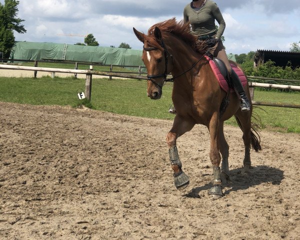 Pferd Eddiebär (Hannoveraner, 2011, von Edward 28)