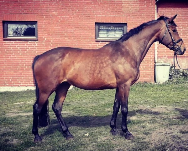 broodmare Ibara (Hanoverian, 2003, from Iberio)