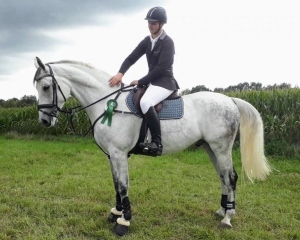 jumper Guscalico (Hanoverian, 2012, from Grey Top)