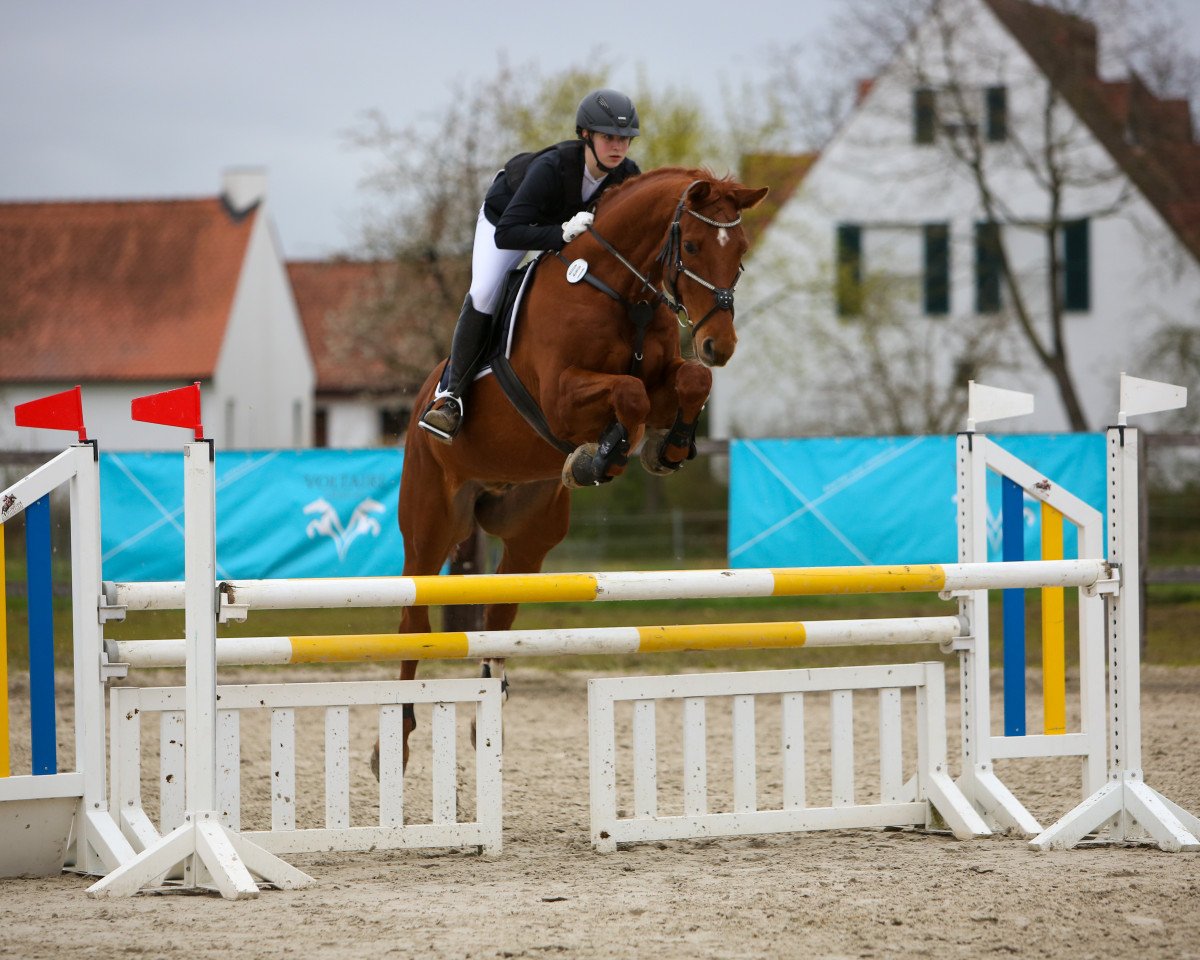 Skokový kůň Corallo 7 (Bavorsko-bádenský teplokrevník, 2011, od Cortoni)