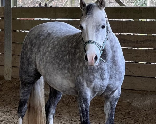 horse Mintfield Siskin (Welsh-Pony (Section B), 2016)