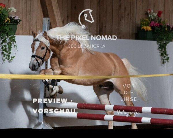 stallion Sternenblitz (Edelbluthaflinger, 2016, from Sammi (6,25% ox))