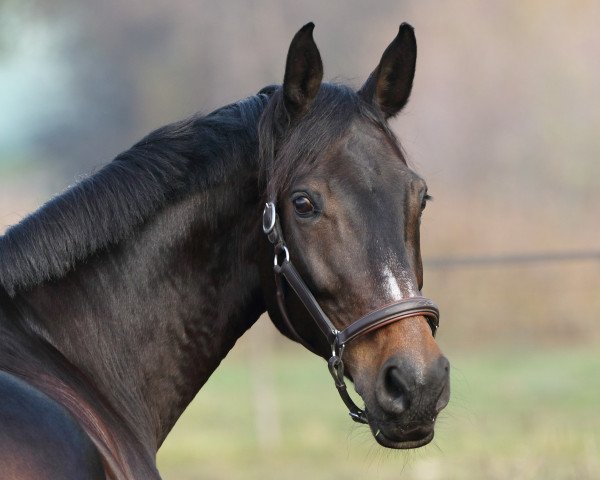 jumper Calypso (Hessian Warmblood, 2007, from Carlucci 13)