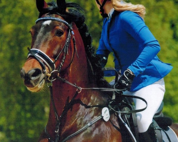 jumper Rasco 30 (German Warmblood, 2007, from Rebell Junior)