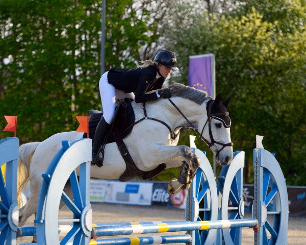 jumper Grey Lady D (Hanoverian, 2015, from Grey Top)