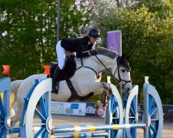 jumper Grey Lady D (Hanoverian, 2015, from Grey Top)