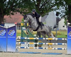 jumper Sweetchuck (Hanoverian, 2018, from Stolzenberg)