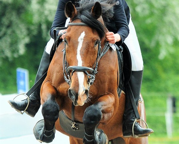 Springpferd Lux 114 (Holsteiner, 1998, von Lennon)