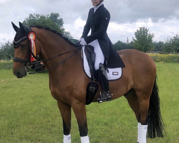 dressage horse Cool And Easy 5 (Hanoverian, 2011, from Cardenio)