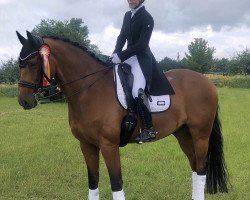 dressage horse Cool And Easy 5 (Hanoverian, 2011, from Cardenio)