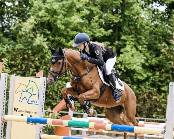 Springpferd Damn Daisy (Deutsches Reitpony, 2017, von Dimension AT NRW)