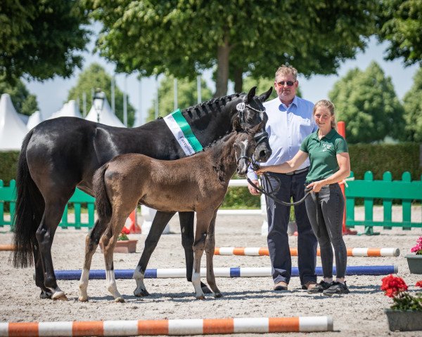 broodmare Minerva Chickimicki (German Riding Pony, 2023, from Minerva Chef’s Liebling)