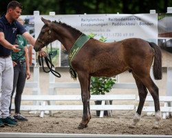 horse Minerva Mescalino (German Riding Pony, 2022, from Mescal 15)
