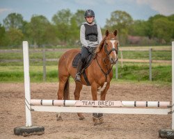 jumper Edelweis (Belgian Warmblood, 2004, from Vigo d'Arsouilles)