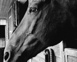 dressage horse Festus (Westphalian, 2005, from Florestan I)