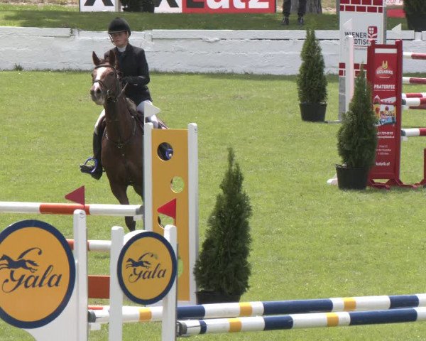 Reitturnier Wien-Freudenau 2023