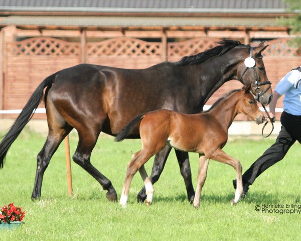 broodmare Dream of Summer (Westphalian, 2010, from Don Primus)