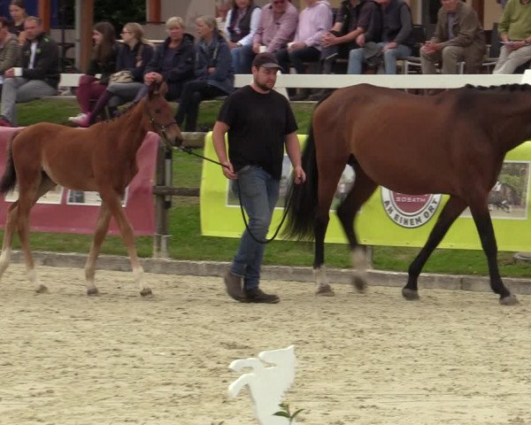 Westfälische Stuten- und Fohlenschau Detmold 2023
