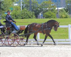 Deckhengst Envol CH (Freiberger, 2015, von Ethan)